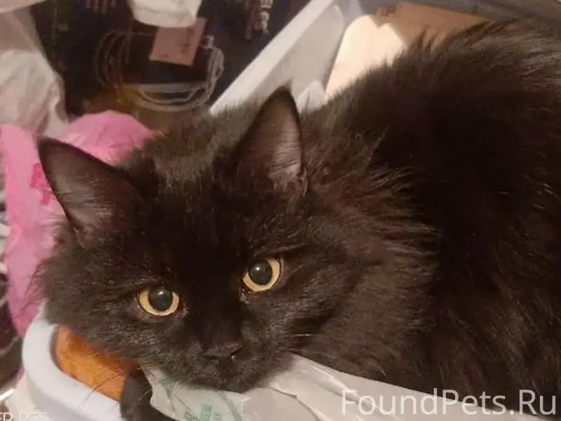 Пропала сибирская кошка Симка, район Ногина