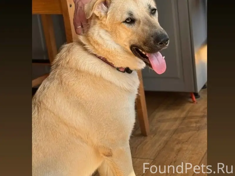 Пропала собака, Казань