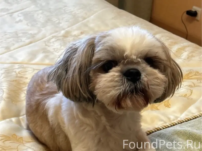 Пропал Тедди, Мончегорская 16А