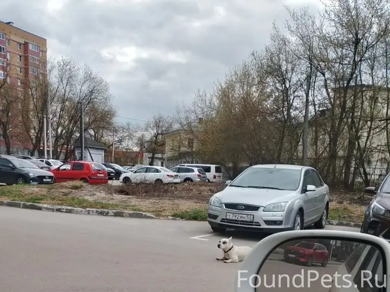 Найденна ясобака, ул. Профинтерна