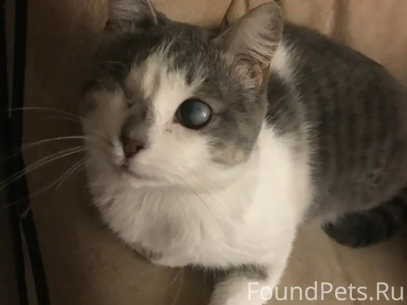 Пропал кот, 20 микрорайон