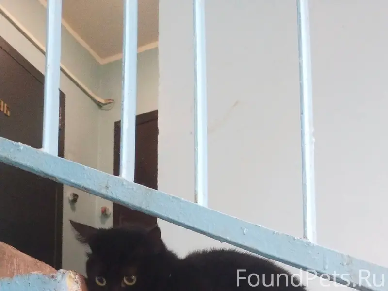 Найден кот, кастрированный