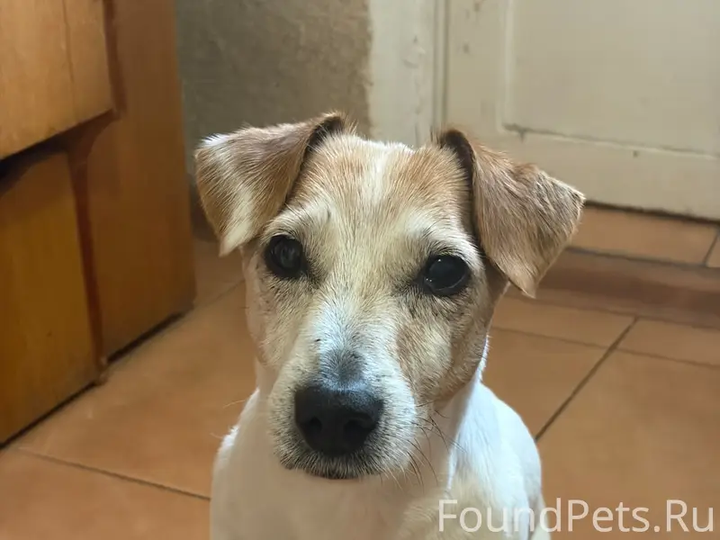 Найден тип собака, г. Минск