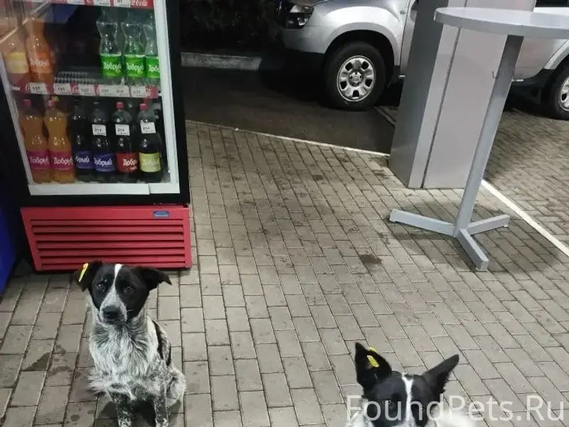 Пропавшие собаки, предположительно вывезены из Нововоронежа