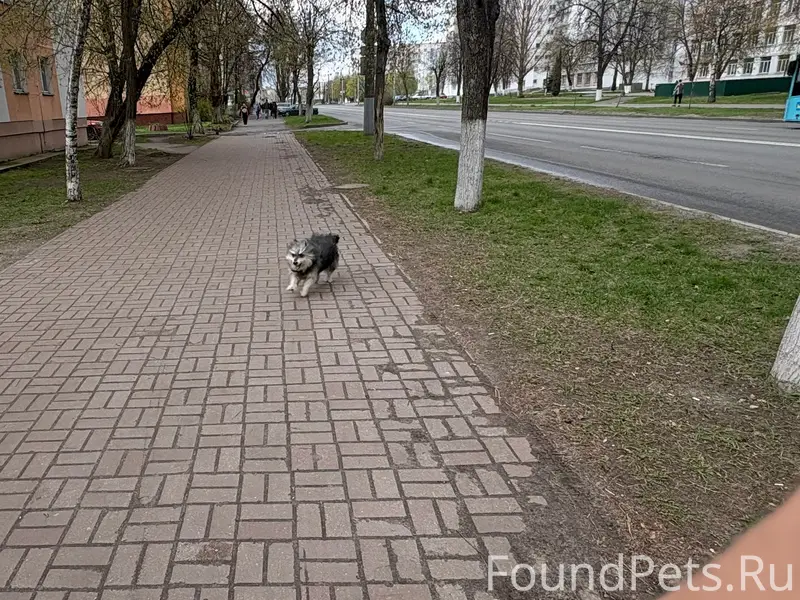 Пропала собака, проспект Октября