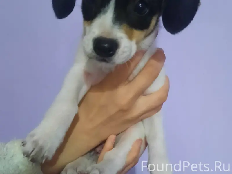 Найден щенок джек-расел терьер, ул. Осоавиахимовская