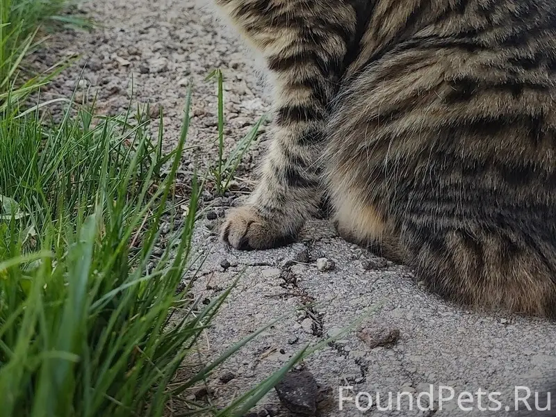 Пропала кошка Буся, Суходол