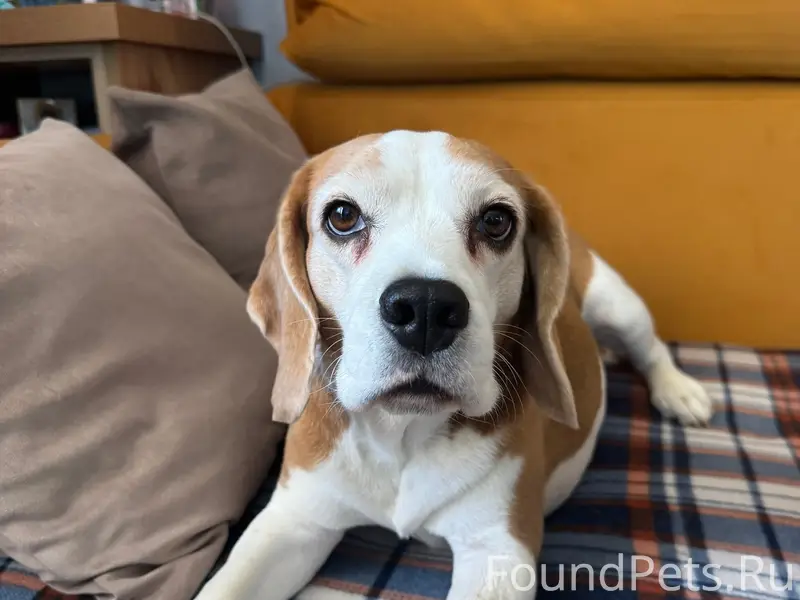 Пропала бигль Лола, Чистый ручей