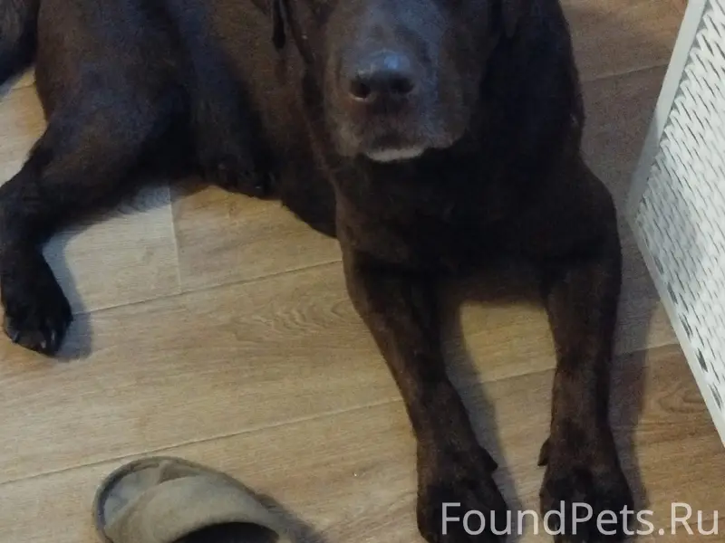 Пропал лабрадор Боб, шоколадного окраса