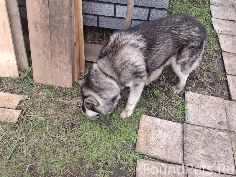 Найден хаски, Советы (схи, Кинель)