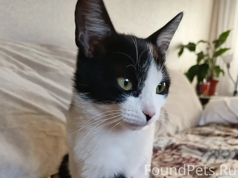 Найден кот, [место: Самара, Аэродромная]