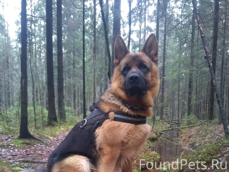 Пропал чепрачный Ник, немецкая овчарка, Плинтовка