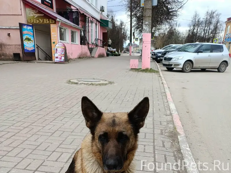 Пропала собака, около автобуса