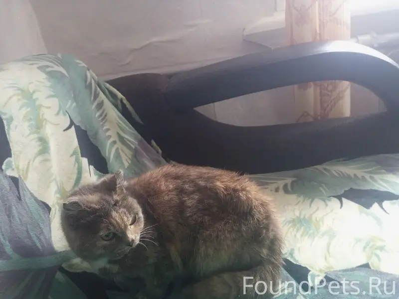 Найдена кошка, Лямино