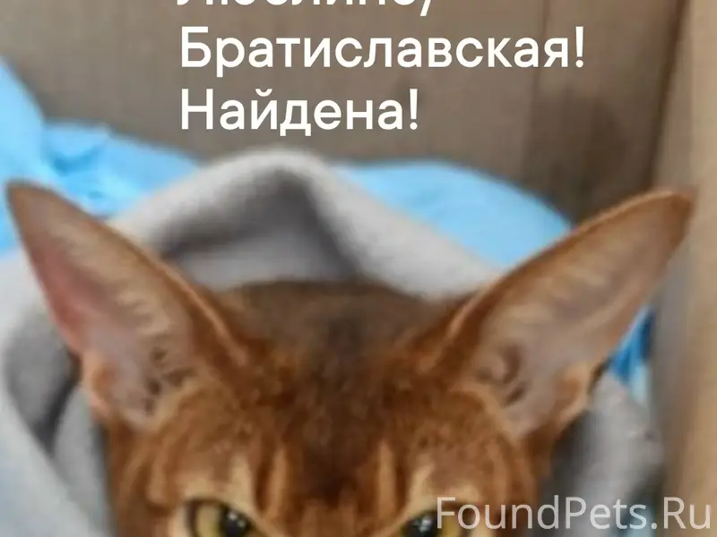 Найдена Абиссинская кошка, Люблино/Братиславская