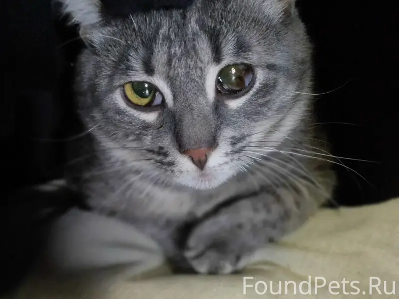 Пропал котёнок, СНТ Отрадненское