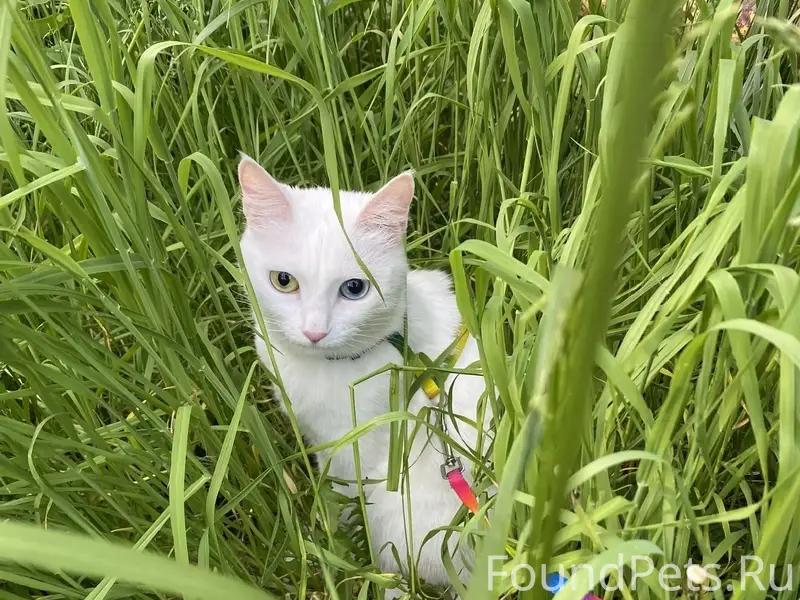 Пропала кошка Ириска, улица Кусакина