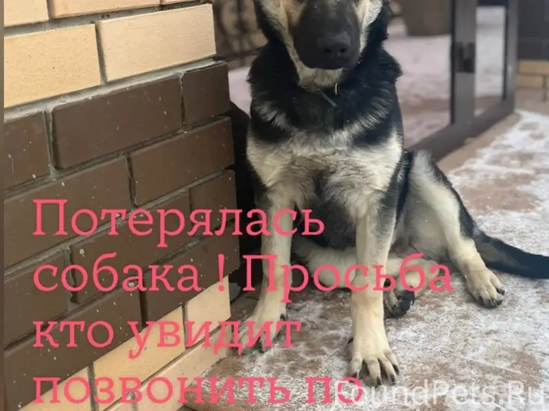 Пропал пёс, вознаграждение