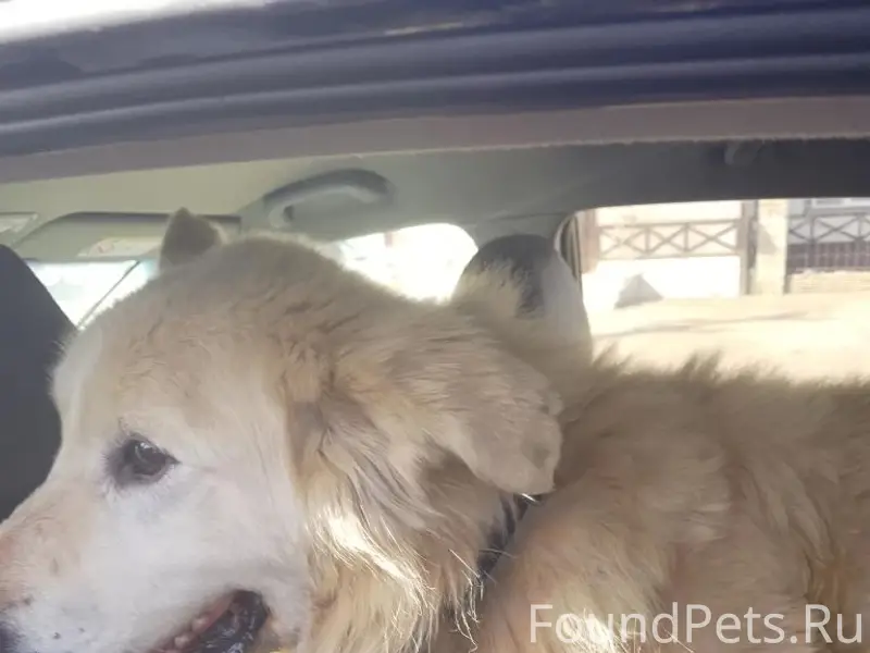 Найден тип собака, трасса Уфа — Давлеканово