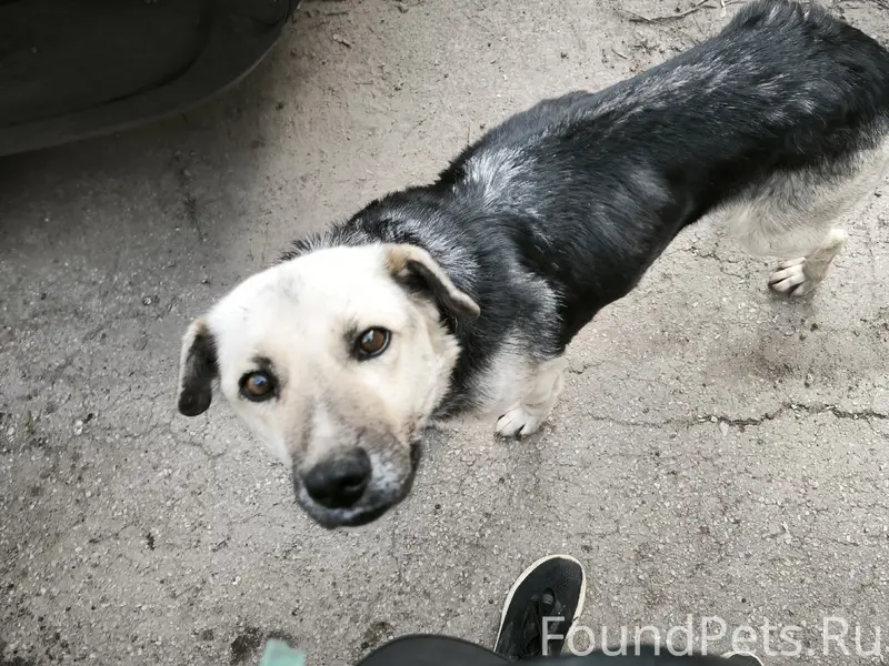 Найден а собака, [место не указано]