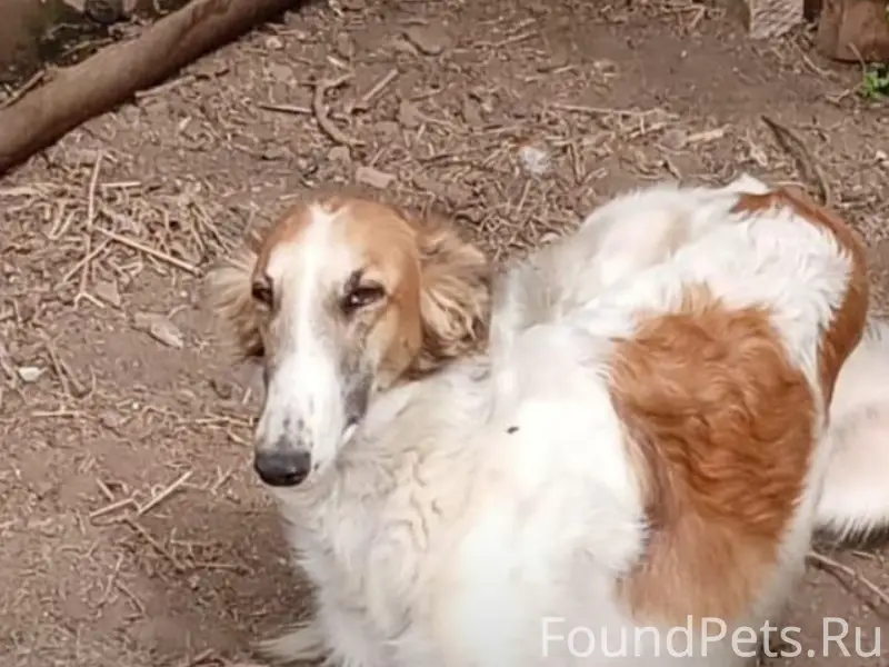 Найден аброшенный пёс, Ставропольский край