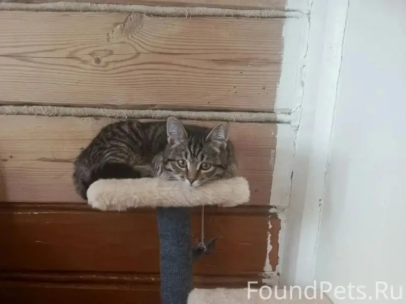 Пропала кошка Мила, Вичуга