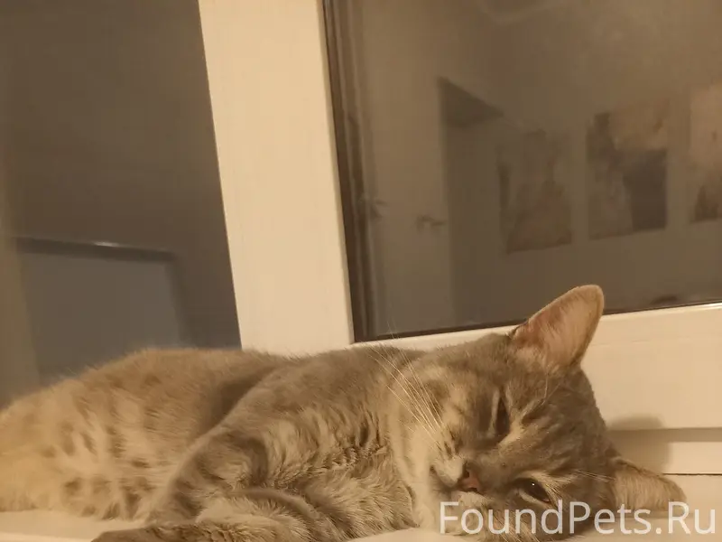 Пропал кот, Союзный переулок