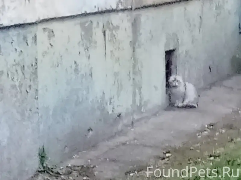 Найдена кошка, похожа на британца, улица Юности