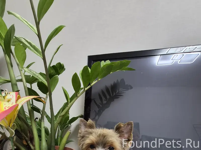 Пропал щенок йорка, Большая Венья и окрестности