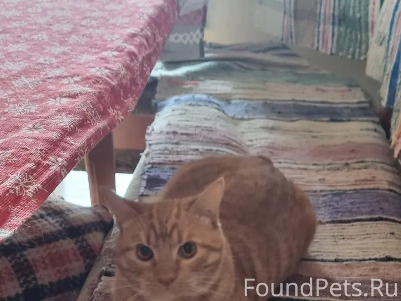 Пропал рыжий кот Тимоша, д. Подосье