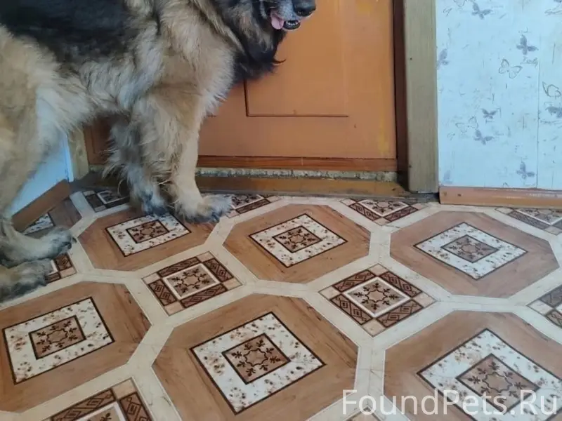 Пропала немецкая овчарка Грета, Осинники