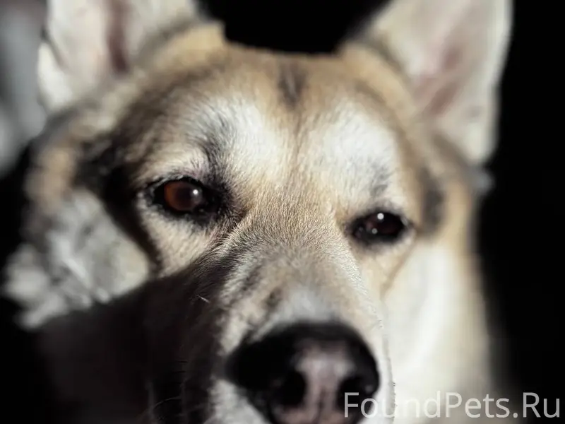 Пропал сибирский хаски Вольф, Уфа