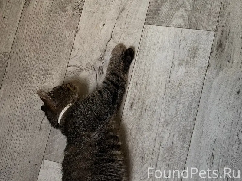 Пропал кот, место пропажи — за 3 км от дома