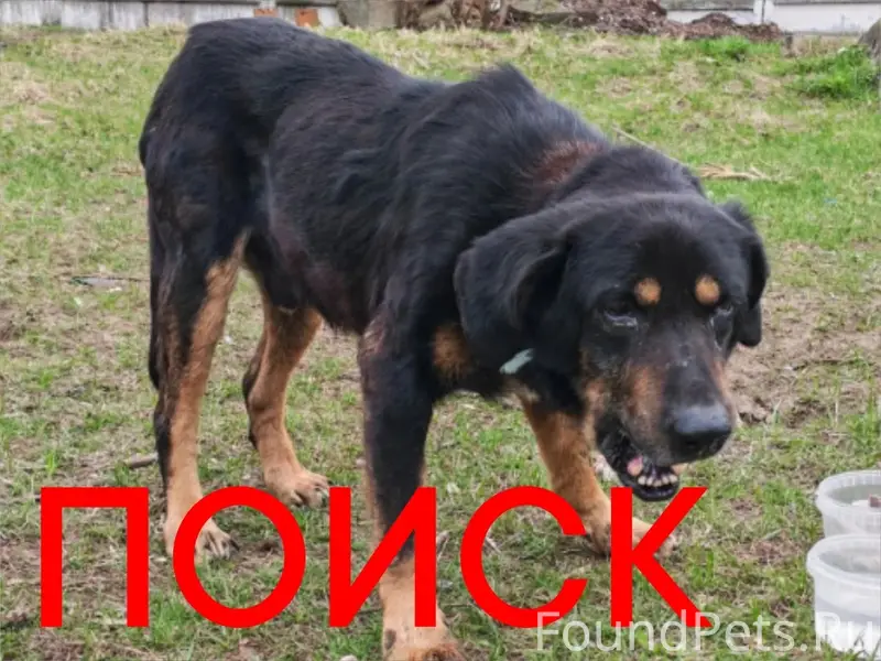 Найден кобель Бэт, Орехово-Зуево
