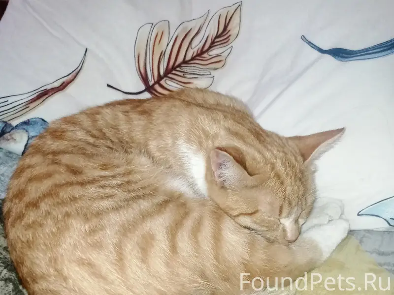 Найдена кошка, площадь Победы