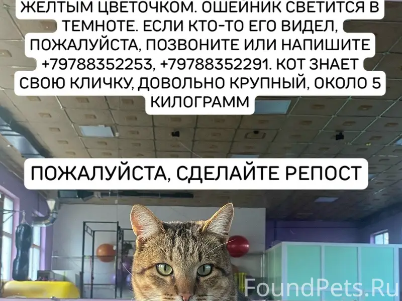 Пропал кот Лёлик