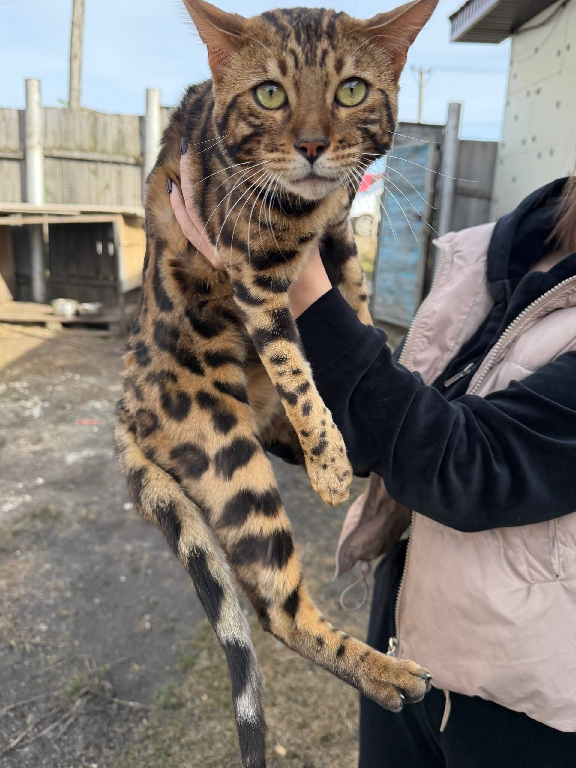 Найден кот на Выселках, ул. Дружбы