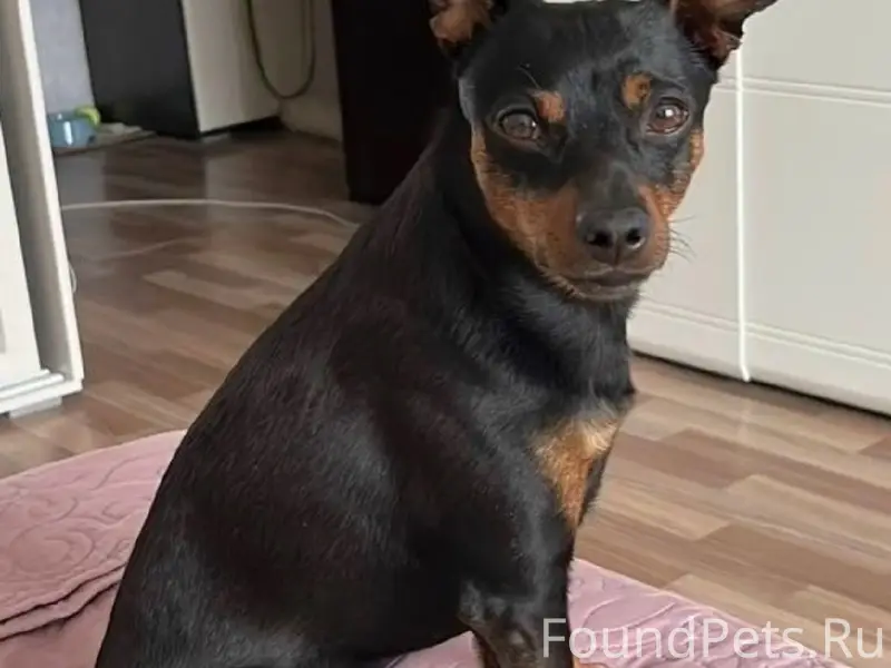 Пропал Бакс, деревня Ольховка или Трояново