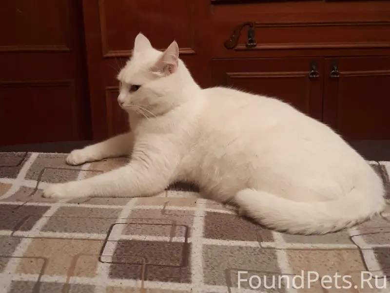 Пропал кот Цезарь, район Карантин