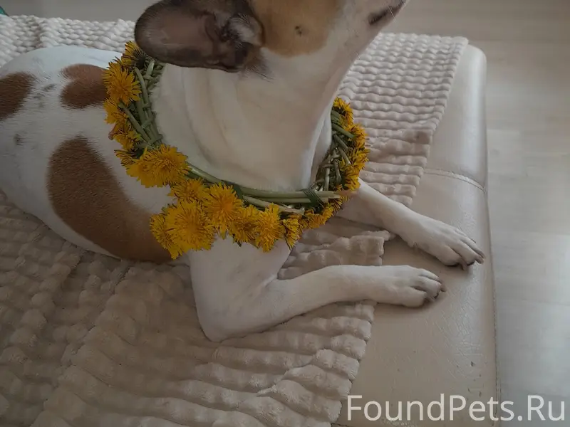 Пропала французский бульдог Юта, Стрелецкое, Болховец