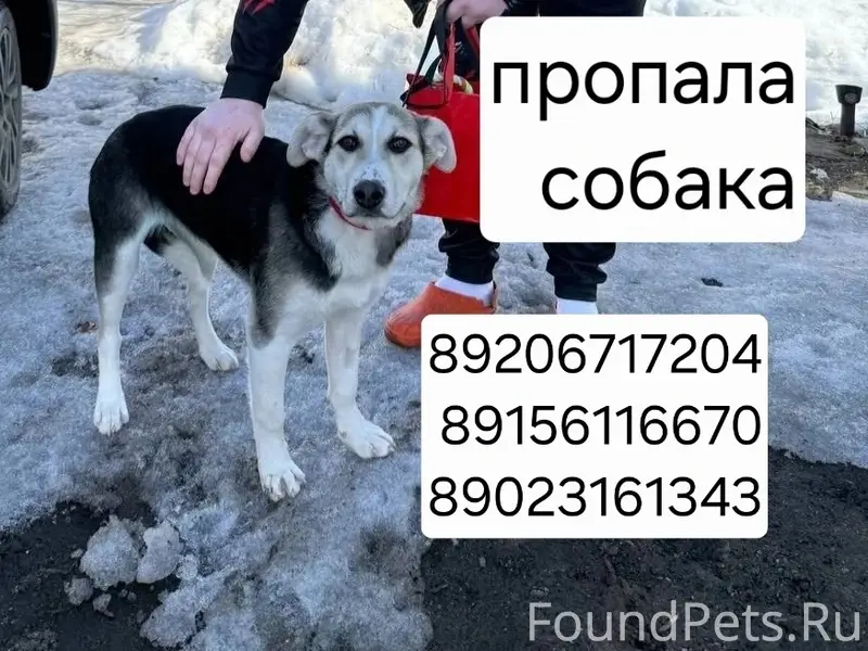 Пропала собака Афина, Заволжск