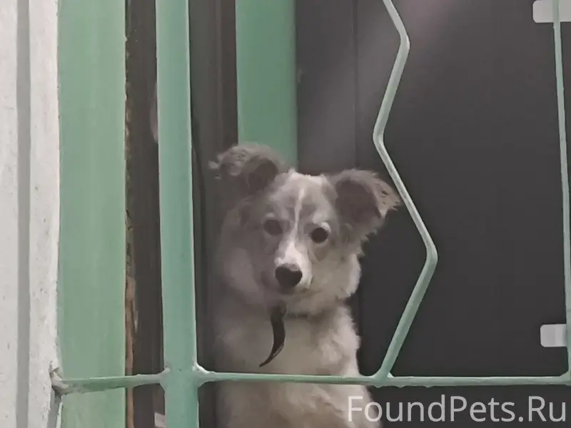 Найденна собака с бело-серым окрасом, Можайского 48а