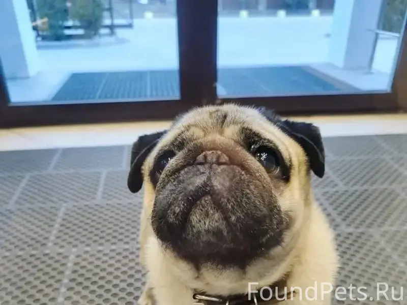 Пропал мопс, Пушкинская, 55
