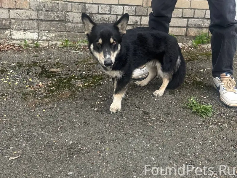 Найден тип собака, Нижний Новгород