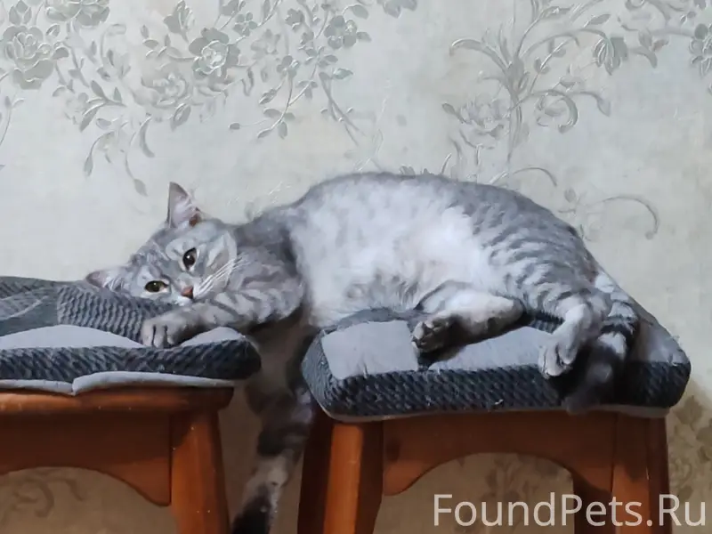 Пропала кошка Маруся, улица Заводская 43