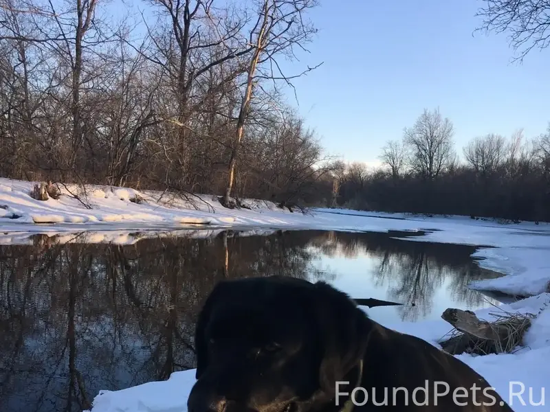 Пропала собака Варя, Село Комаровка