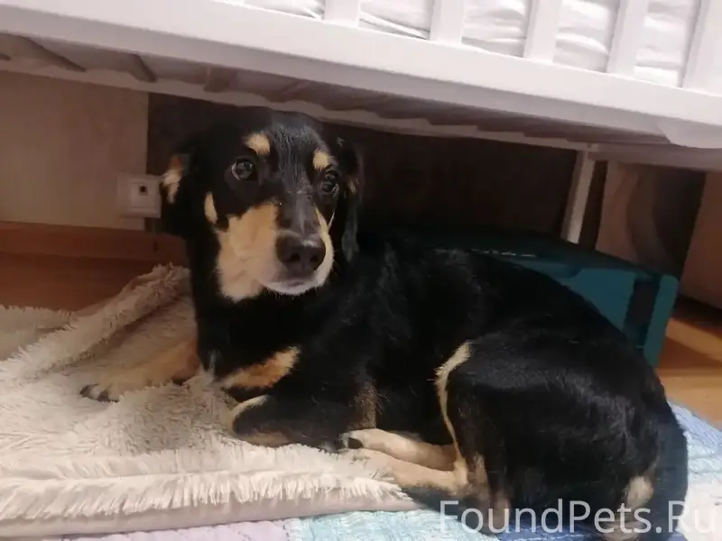 Найден мальчик такса, станция Некрасовка