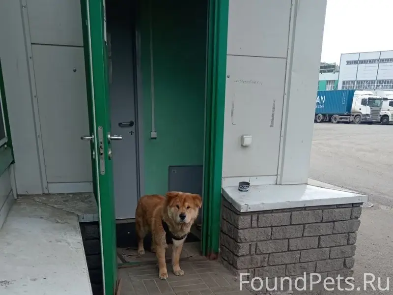 Найден пёс, Дальний Воронке