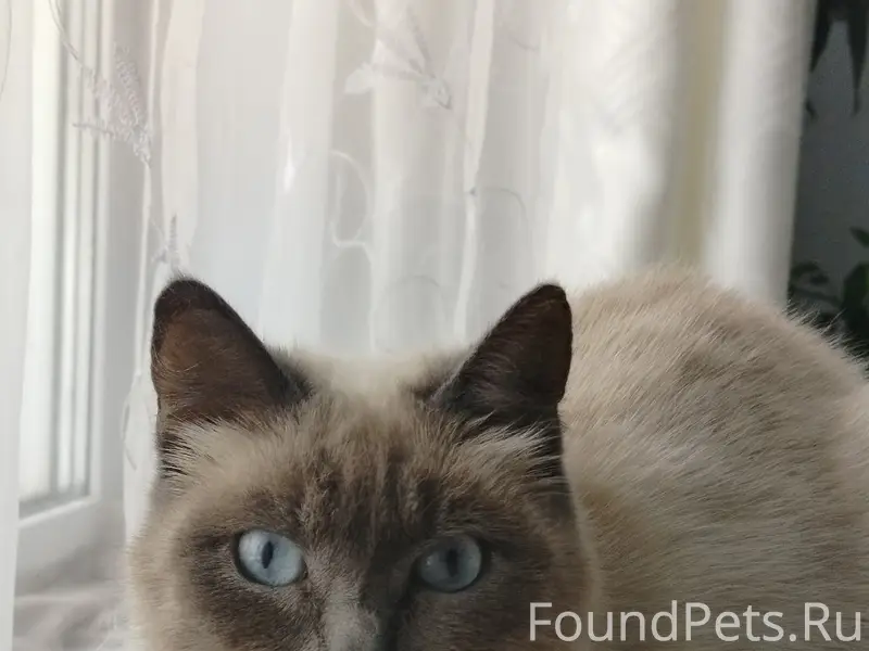 Пропала кошка Сима, район 3 школы