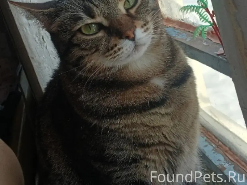 Пропала кошка, Меловый тупик